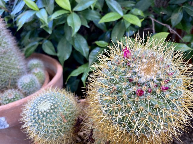 [Image: 72041-EEC-4010-42-CE-BCC2-E1-A6-C5-ABD4-DE.jpg]