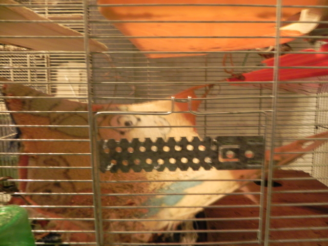 Таракашка (5)