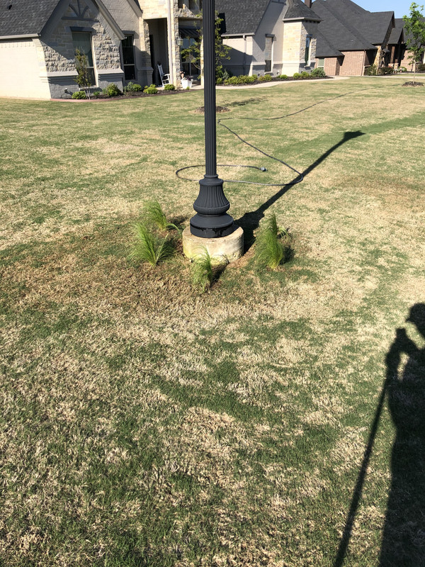 Mexican Feather Grass Lawn Care Forum