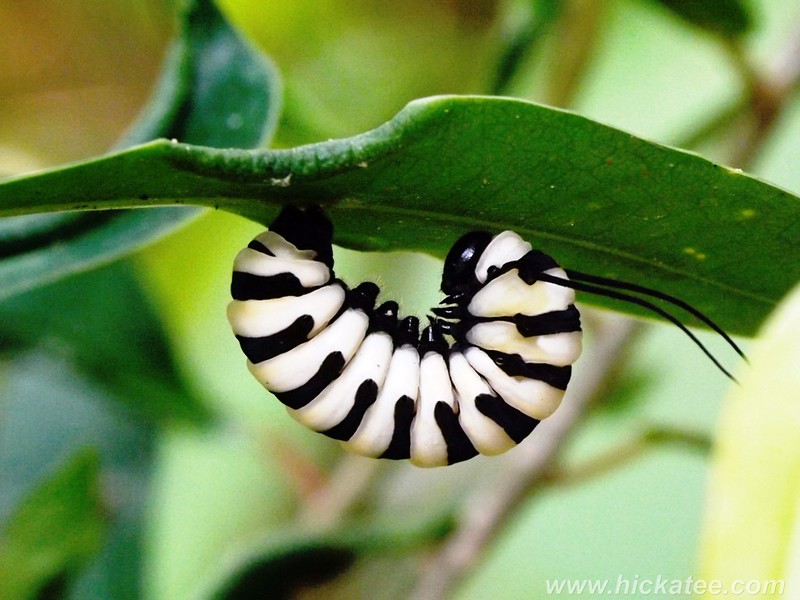 blacknwhite-caterpillar.jpg