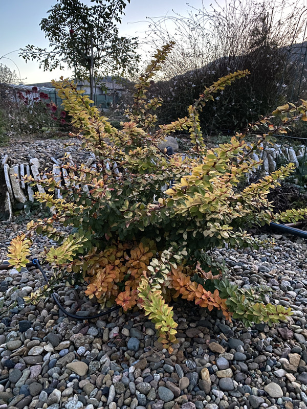 A4F8C4E7-9F1D-43BE-A1B4-813FAF82B12E