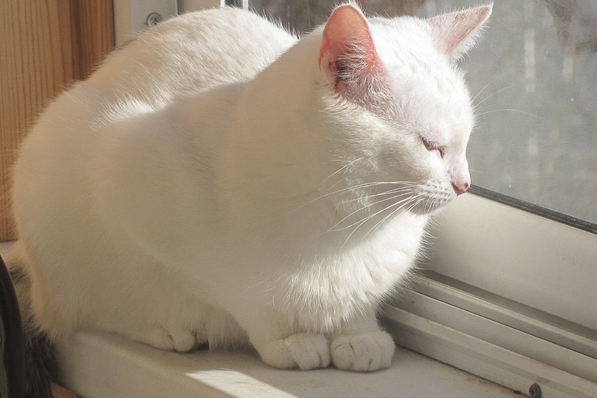 IMG-24b5f259e591808c68e5227bc5a5a942-V