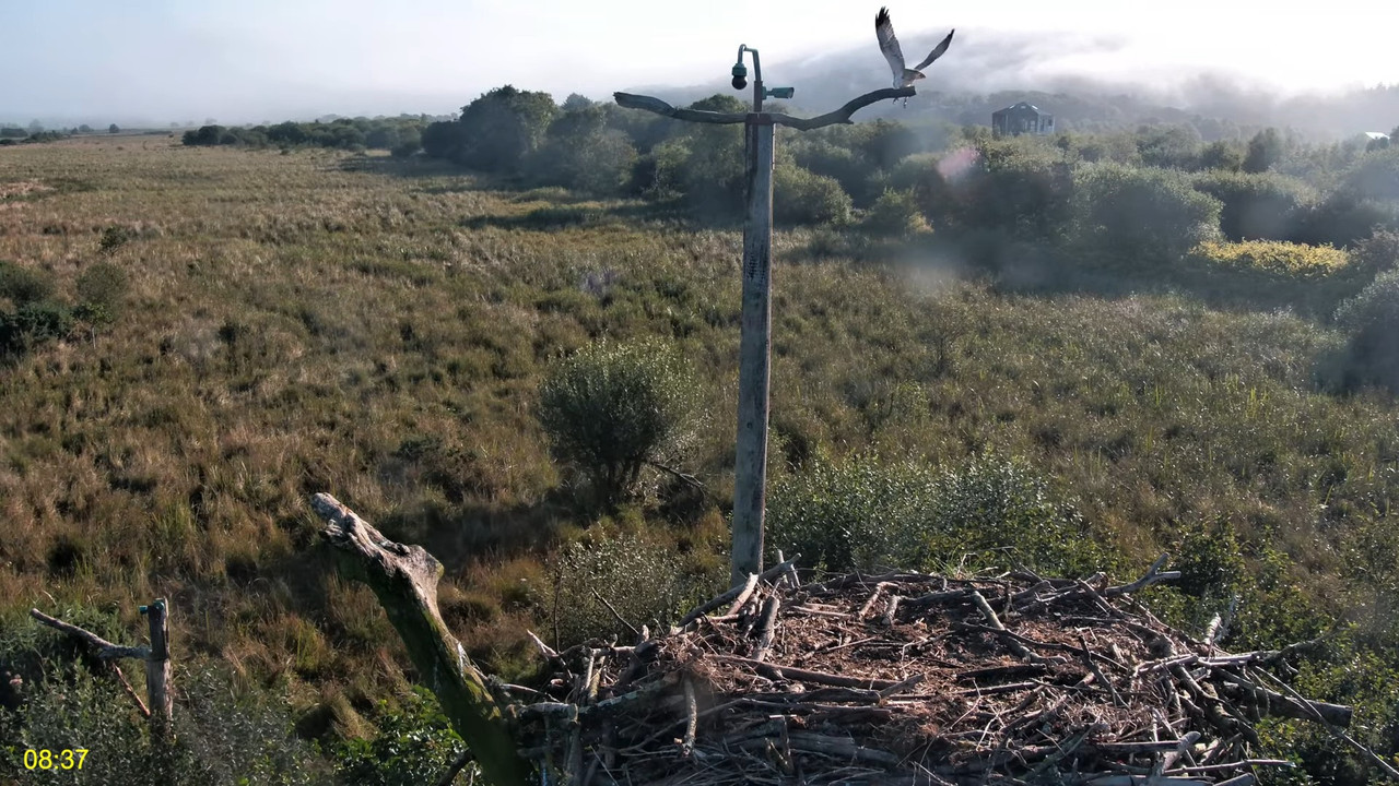 🦅 Dyfi Osprey projekts (VELSA)_ 2024. GADA TIEŠRAIDE 4K kvalitātē 🦅 2-38-25 screenshot