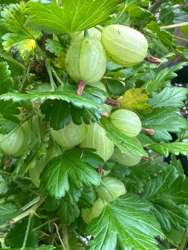 figs-5.jpg
