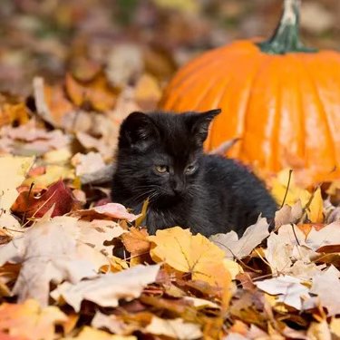 Cat sitting in pile of leaves with pumpkin behind