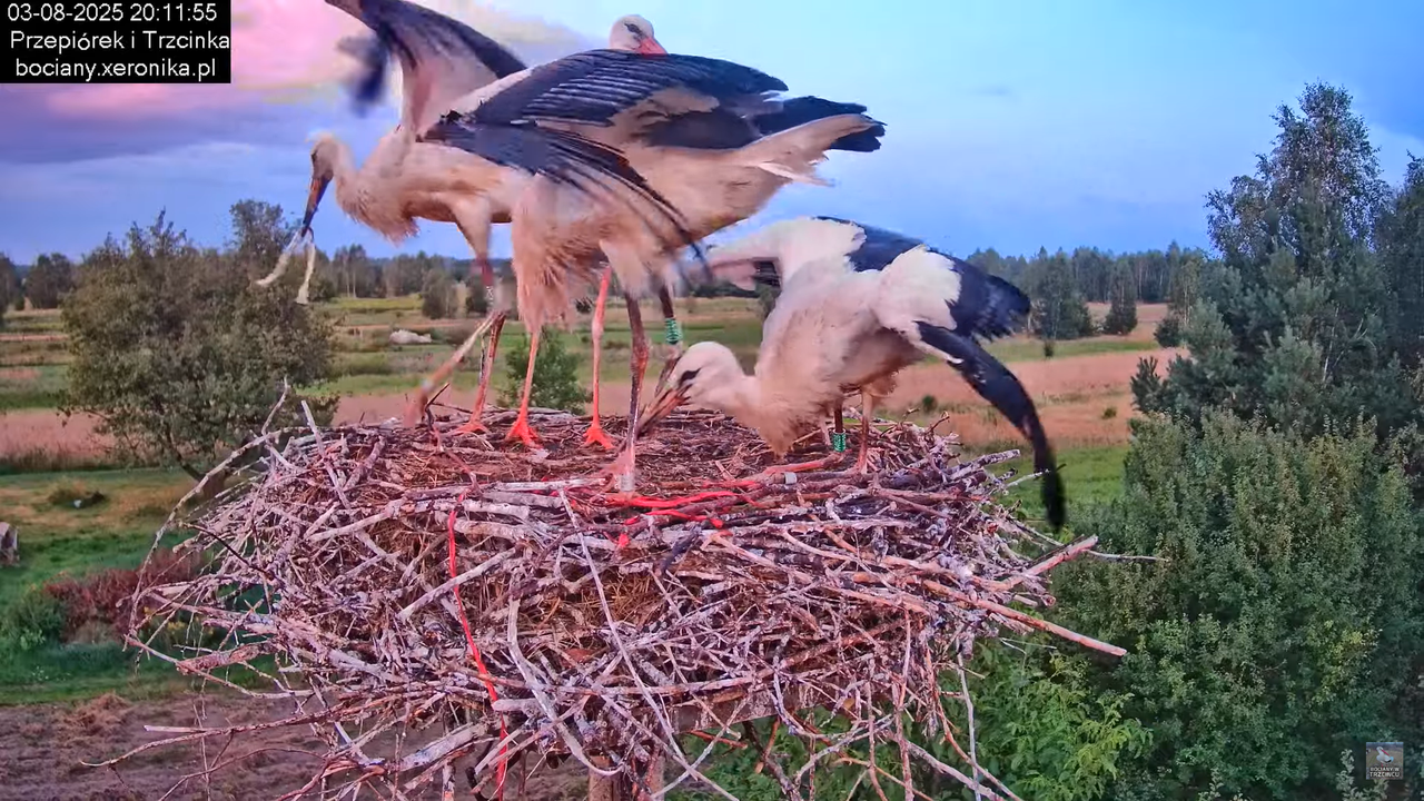 03082025bociany48