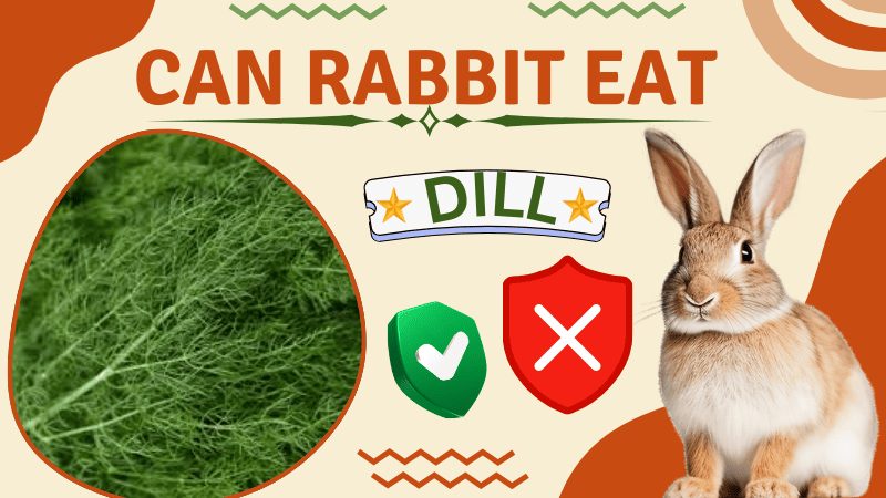 Can Rabbits Eat Dill Can Rabbits Eat Dill