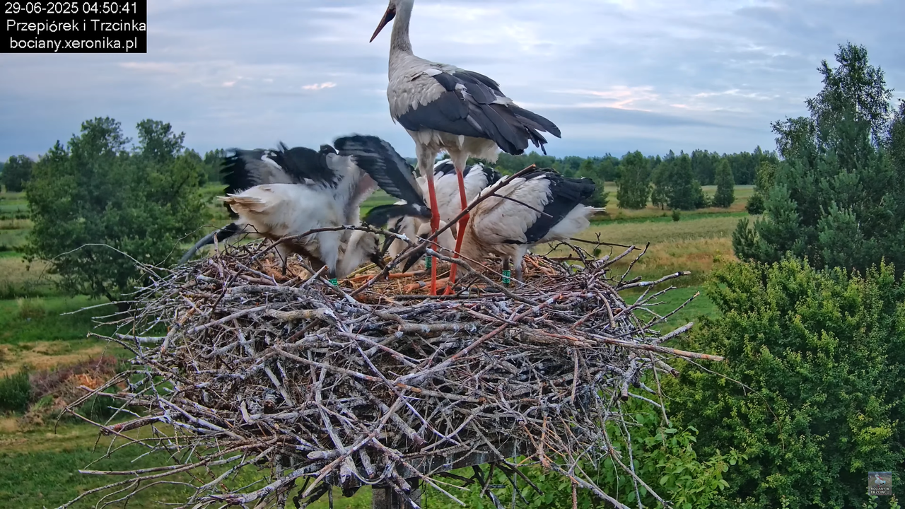 29062025bociany11