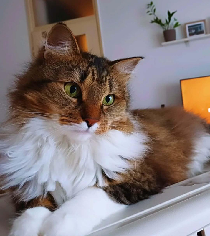 my-cat-jenny-lounging-all-fluffy-and-adorable-v0-xod049m75tfh1.jpg