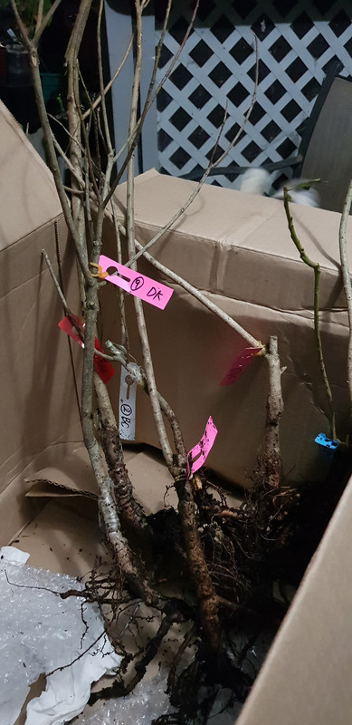 Yangmei out of soil 3.12.22