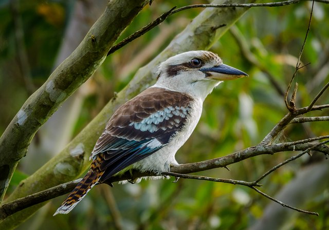 Dacelo-novaeguineae-Brisbane-Australia-8-1