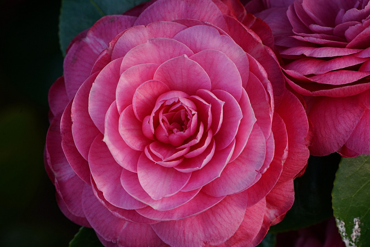 Japanese Camellia