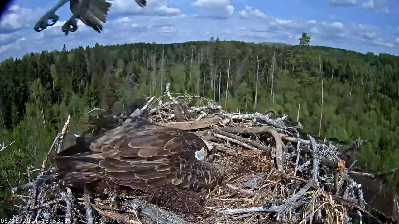 Kalakotkas2__Pandion haliaetus 4-38-43 screenshot (2)