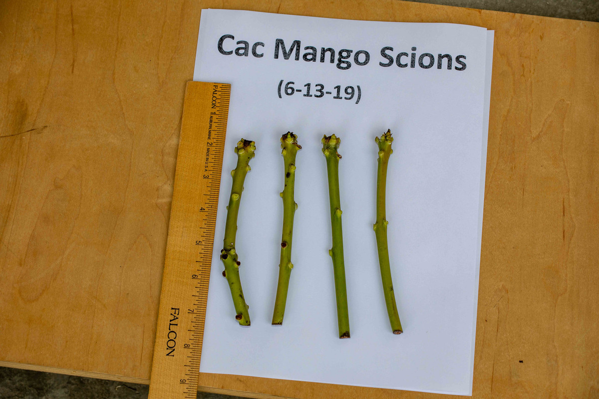 8U1A0616  Cac Mango Scions (6-13-2019)
