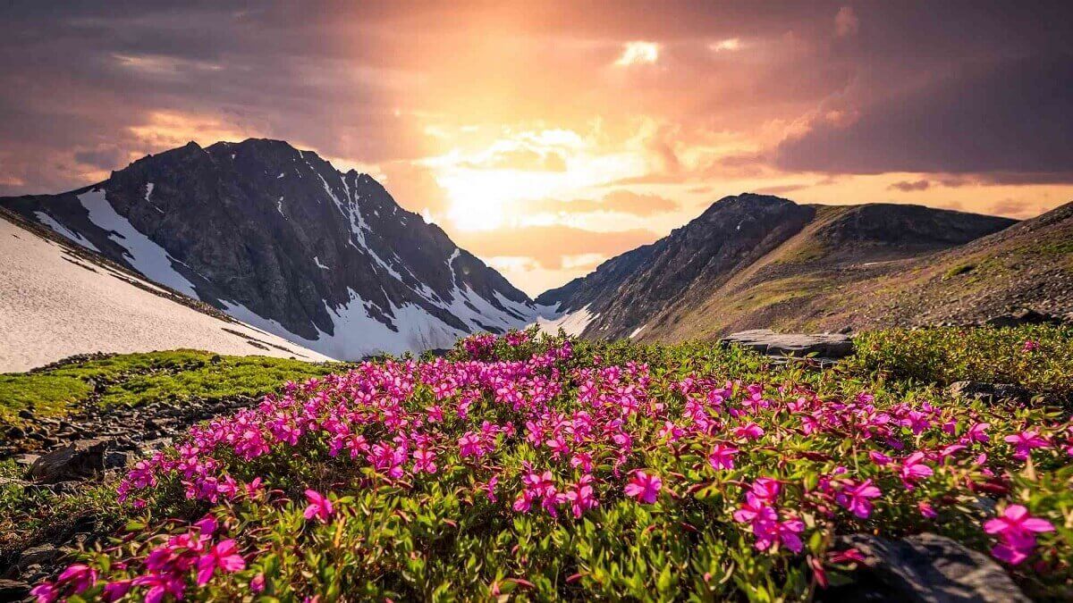 Valley of Flowers
