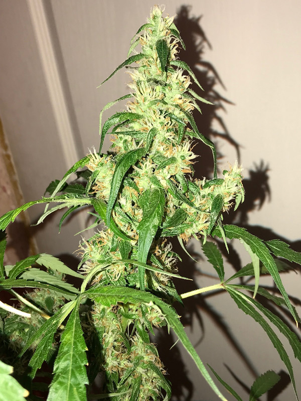 31F7D2E2-B530-4A87-8014-B6E23362EEDF