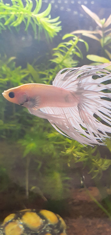 Screenshot_20250611-082259_Gallery