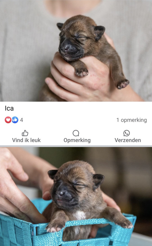 Afbeelding