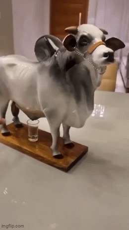 IMG-6168.gif