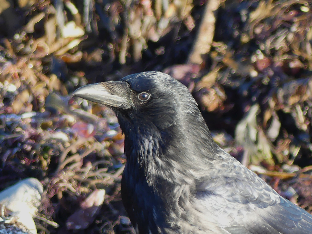 CROW 1