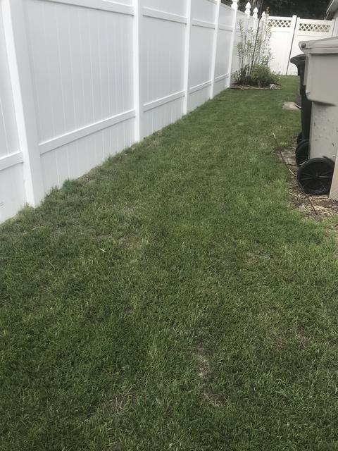 Fungus Fertilizer Burn Or Insect Damage The Lawn Forum Fungus Fertilizer Burn Or Insect Damage The Lawn Forum