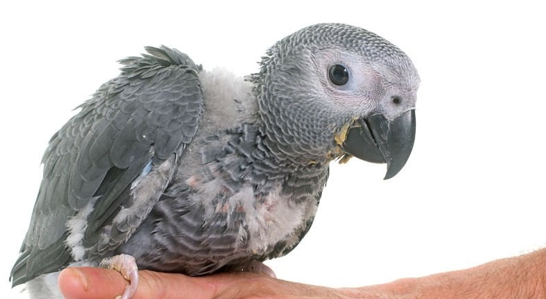 African Grey Bite