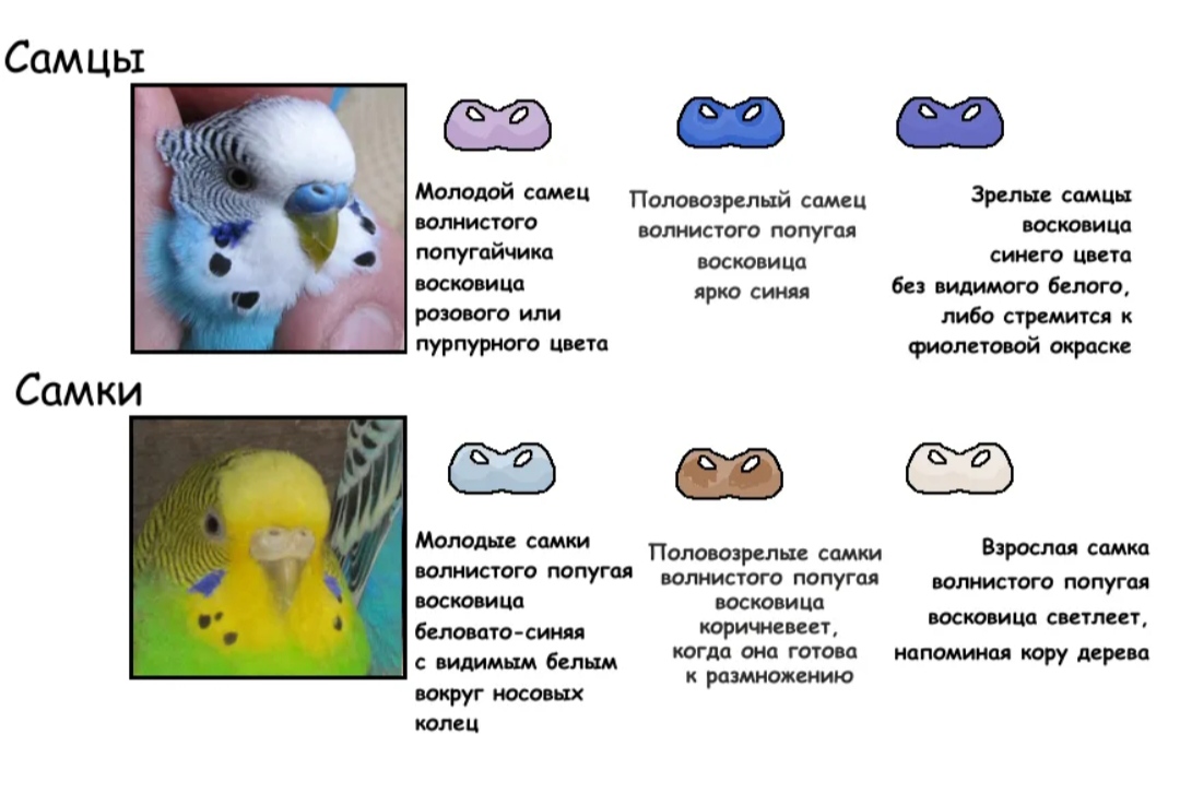 Как отличить попугаев