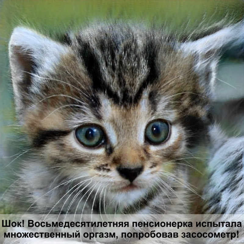 порода кошек британец