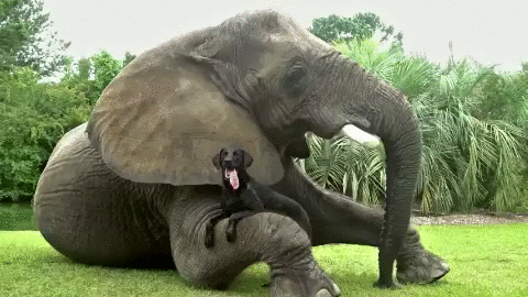 Elephantn-Dog-animal-friendships-cute-gifs-2-605.gif