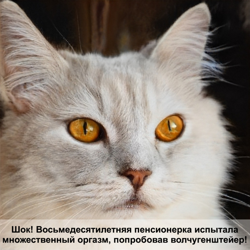 как одевать поводок на кошку