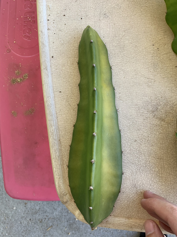 8A5F566A-CD7F-4B47-8B0B-734AB9FAE1BB