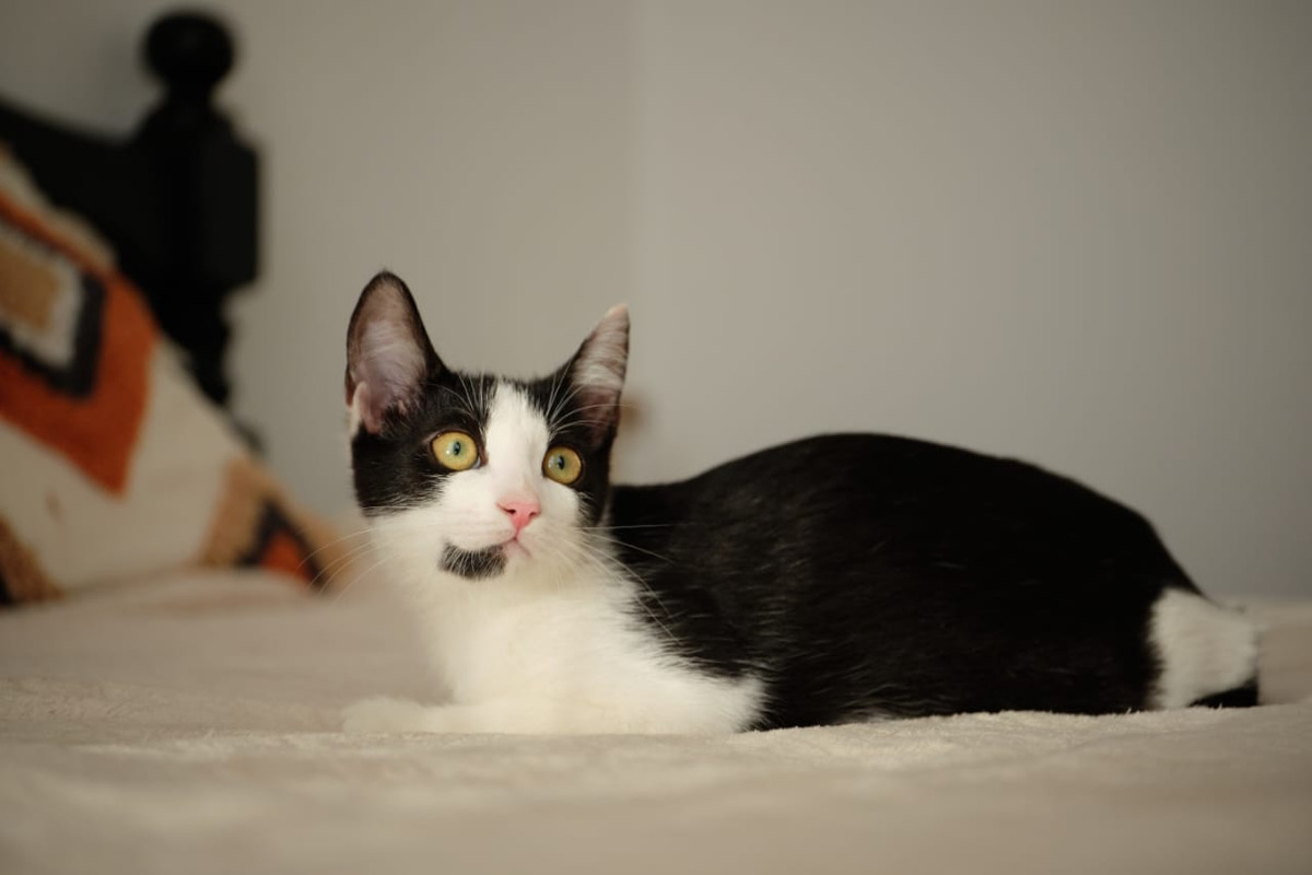 Изображение WhatsApp 2025-08-11 в 11.04.47_8a774e18