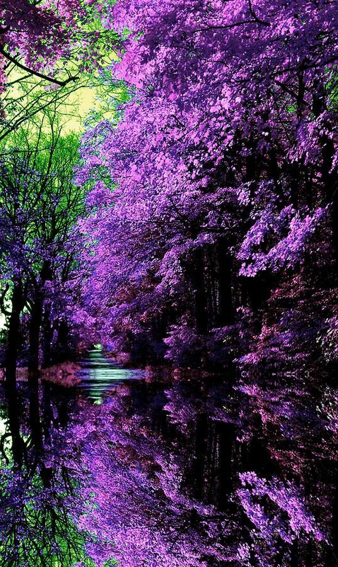 purplejapanesgarden.jpg