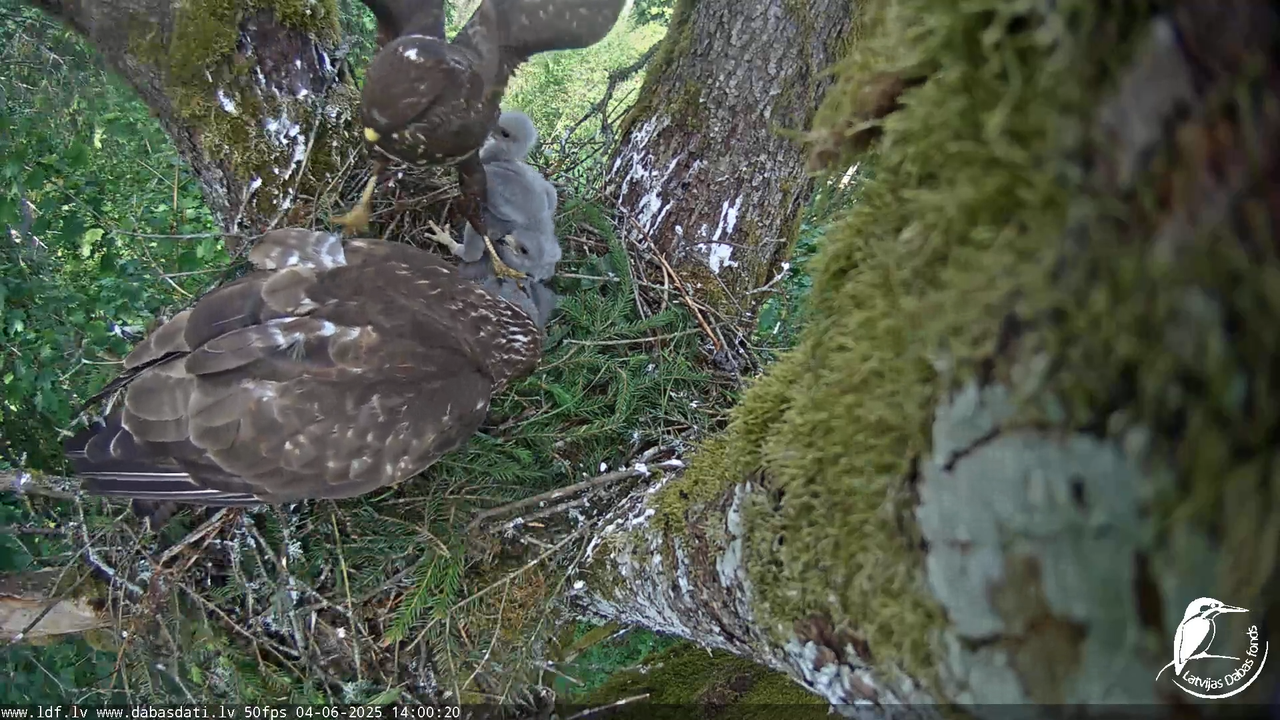 Melnās klijas (Milvus migrans) Kurzemē_ peļu klijāni (Buteo buteo) 7-24-39 screenshot