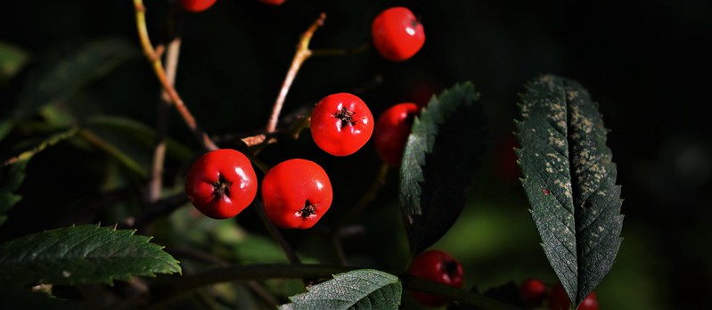 redberries.jpg