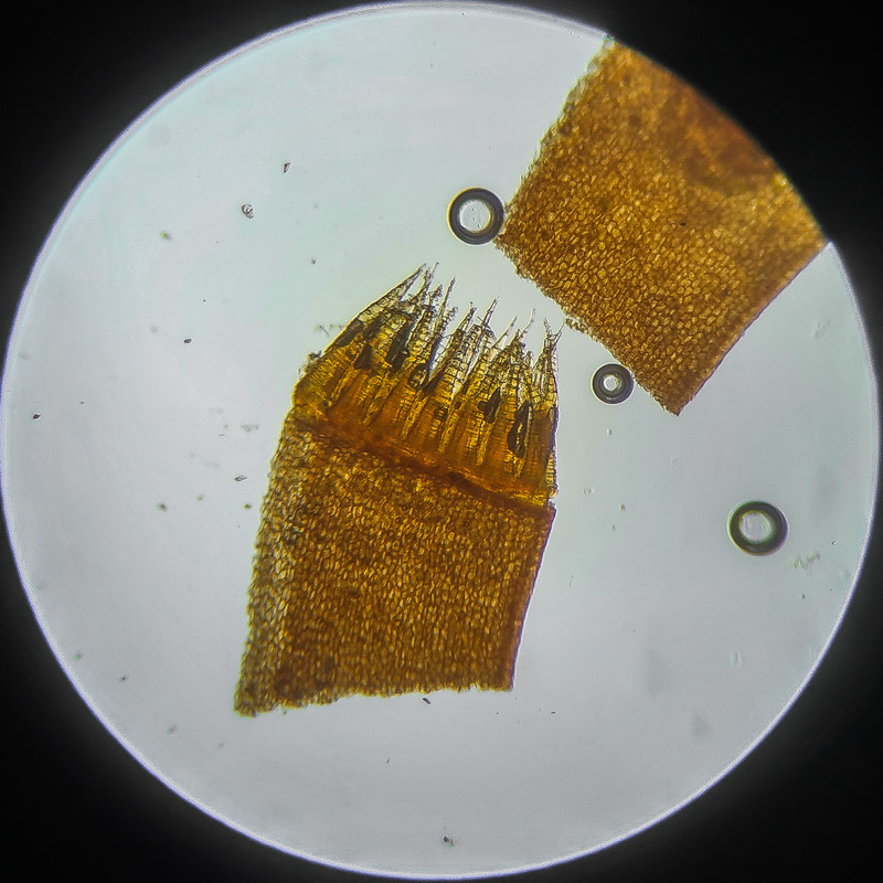 IMG 20250614 124533 HDR