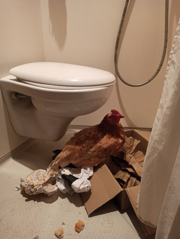 https://i.postimg.cc/GmfFBJy3/IMG-20211206-174312.jpg