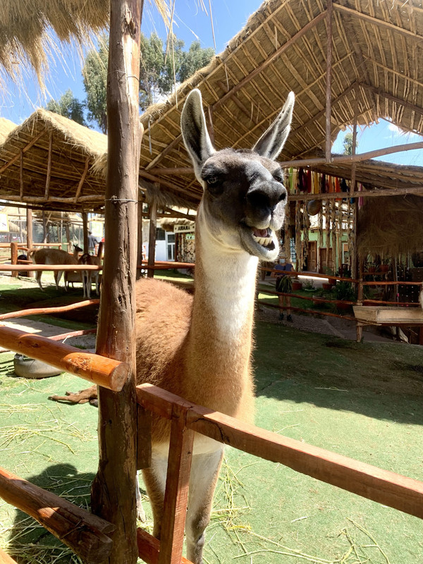 8EB45D4B-4D2A-41B1-8982-60DF37B85491