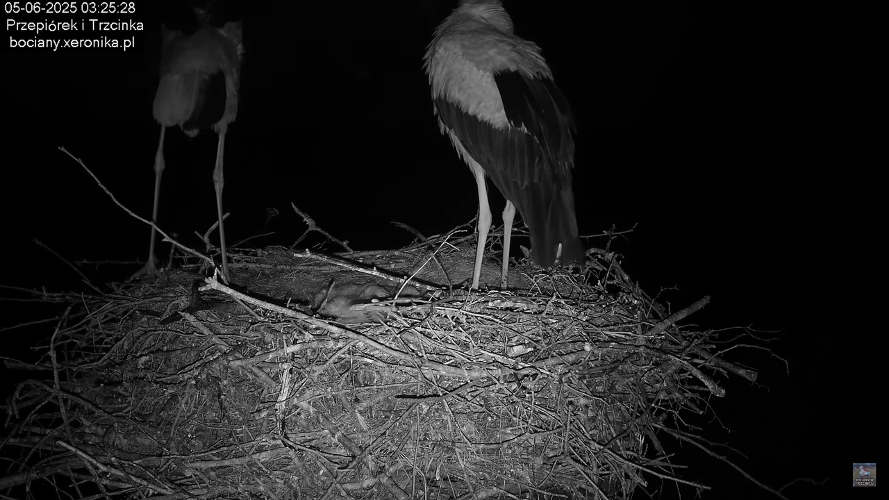 05062025bociany1