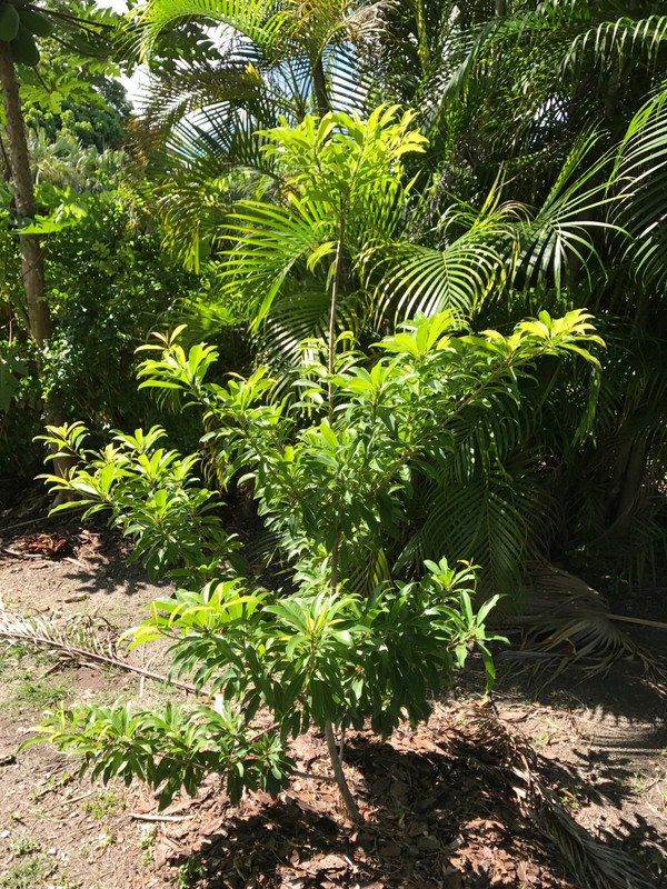 Silas Woods Sapodilla 7 2017