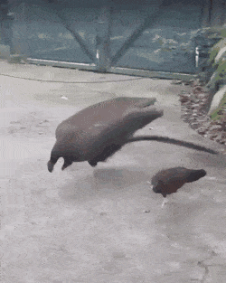 daily-gifdump-3375-30.gif