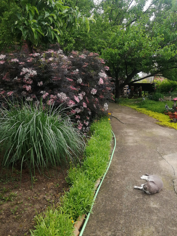 IMG 20240517 074435 — Postimages