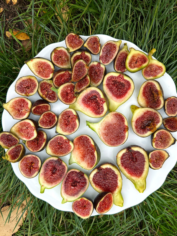 figs-435.jpg