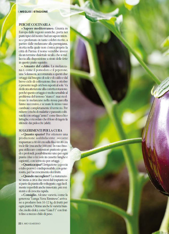 Il Mio Giar Ago-Set 2025 (9)