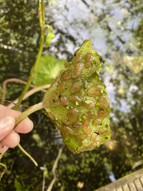 25AB1D99-48BA-44BE-8387-74754AF25E67