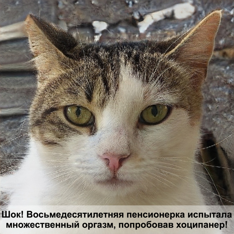 окрас кошачий табби