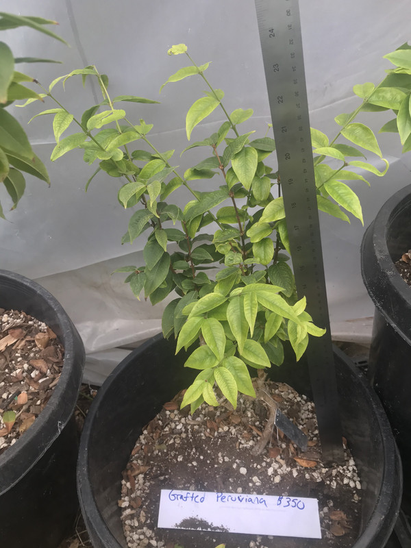 31556A5B-88C7-4A31-8D9F-4F558EF97201