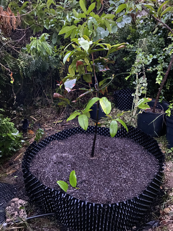 mangosteen home 2019