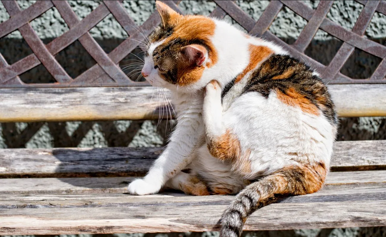 Remedio casero eficaz para eliminar las pulgas de tu gato