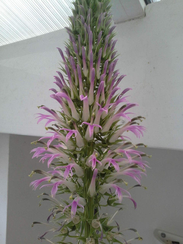 Lobelia fistulosa